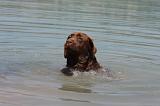 LABRADOR 1095